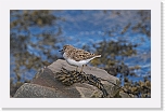 Lapinsirri_Temminck's Stint 8538 * 1052 x 672 * (392KB)